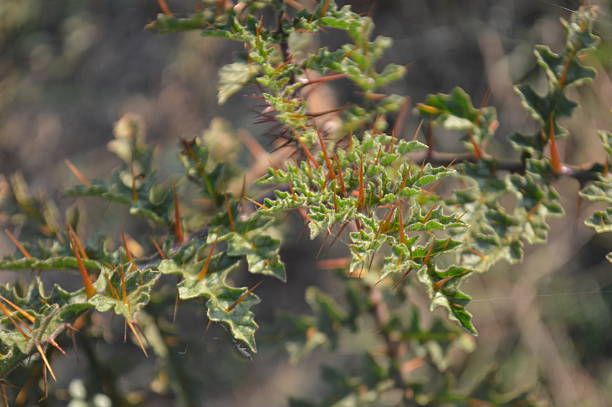 Close up of bright green leaves and delicate compound foliage against a blurred natural background. Fresh, peaceful, and natural mood perfect for nature, outdoors, and garden themes.
