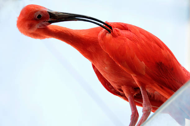 Flamingo in Mexico