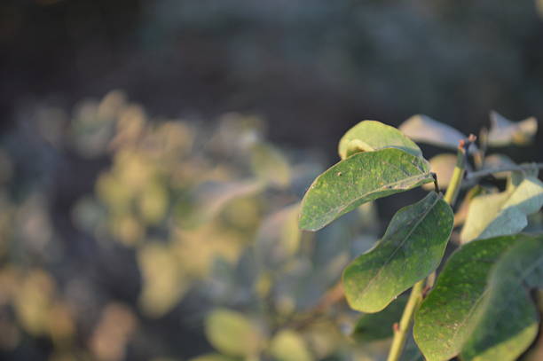 Close up of bright green leaves and delicate compound foliage against a blurred natural background. Fresh, peaceful, and natural mood perfect for nature, outdoors, and garden themes.