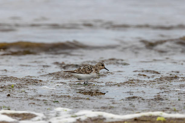 istock Sanderling (Calidris alba), migratory shorebird common on sandy beaches worldwide 2251879884
