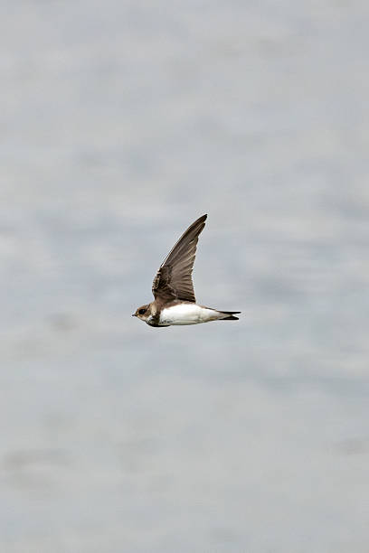 istock Sand Martin (Riparia riparia), migratory swallow common near water bodies in Holarctic 2251879892