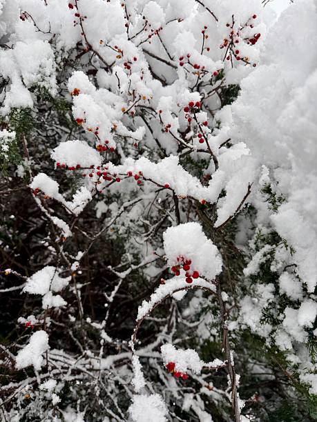 istock Frozen Barberry trees with Fresh Snow 2251881001