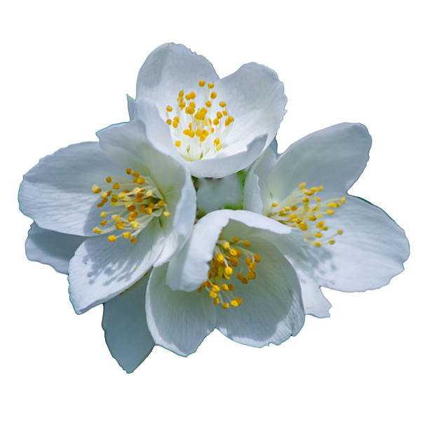 istock White jasmine flower isolated on white background. 2251881078