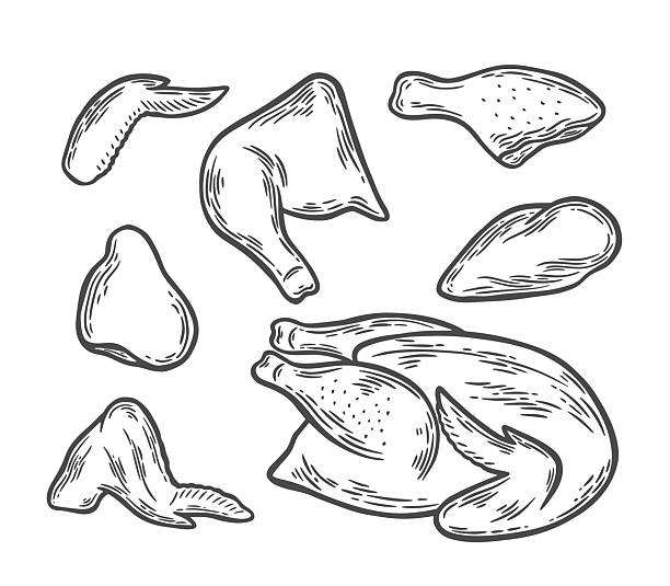Parts of chicken meat. Engraving style image of chicken meat. Vintage image of organic food.