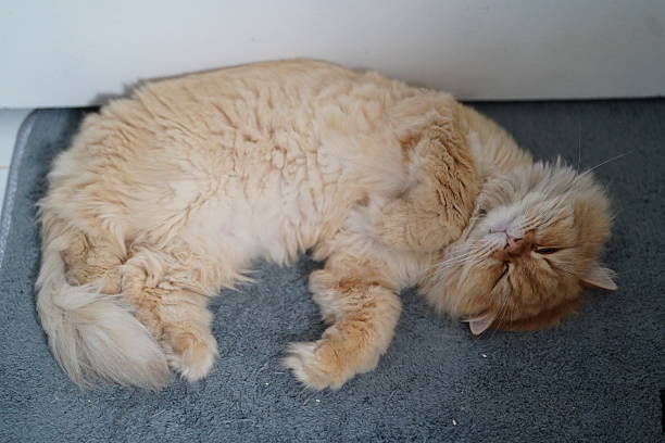 Fluffy Ginger Cat Relaxing on Soft Gray Surface, Capturing a Peaceful Moment in a Cozy Indoor Environment, Perfect for Pet Themed Projects and Marketing