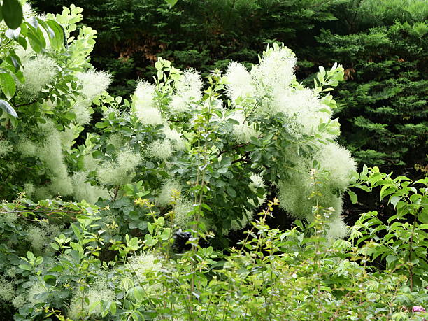 istock Cotinus coggygria Kanarit 2251882827