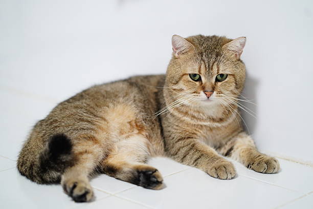istock Adorable domestic cat lounging on a bright surface with a curious expression showcasing its soft fur and green eyes in a cozy home environment 2251882999