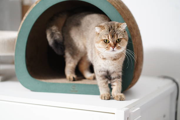 istock Curious Cat Emerging from Cozy Cat House in Bright Modern Interior Setting 2251883020