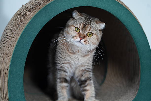 istock Curious tabby cat peeking out from a circular scratching post with green trim in a cozy indoor setting, showcasing its adorable features and big eyes 2251883849
