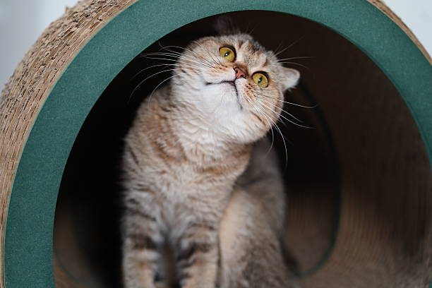 istock Playful Cat Curiously Exploring a Cozy Tunnel with a Focused Expression and Bright Eyes in a Comfortable Indoor Setting 2251883876