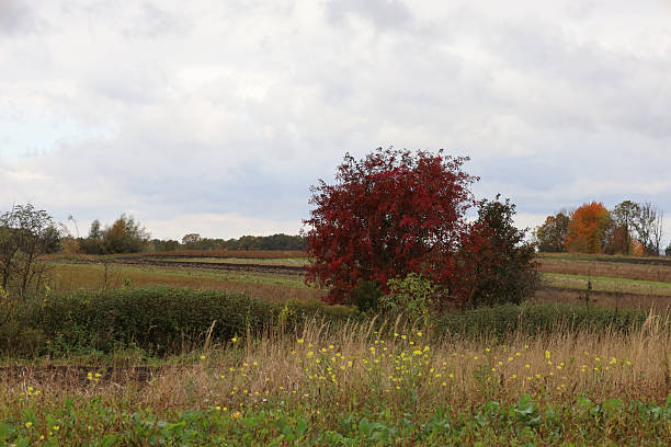 Beautiful autumn landscape - a Red Rowan Bush in the foreground, green grass, fild with autumn forest in the background and cloudless sky.