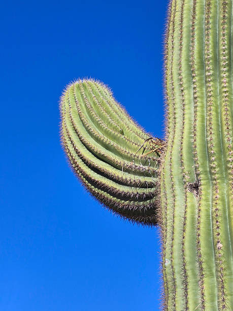 Tips Of Bright Yellow Barrel Cactus Spines in Saguaro National Park
