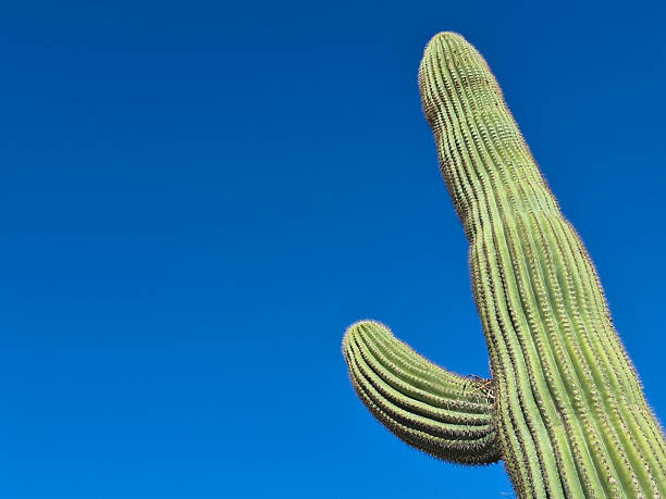 istock Saguaro Cactus Plant with Blue Sky Background. 2251885032