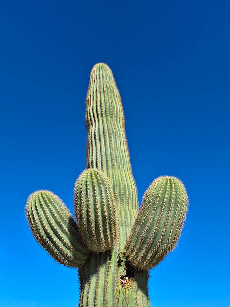 Saguaro Cactus Plant with Blue Sky Background. Shot in Fountain Hill, Arizona