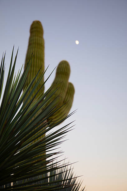 Saguaro Cactus Plant with Moon in Sky Background. Shot in Fountain Hill, Arizona