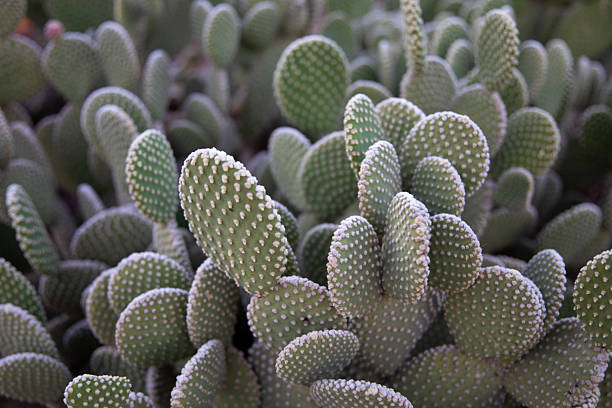 Opuntia, commonly called the prickly pear cactus. Shot in Sedona, Arizona