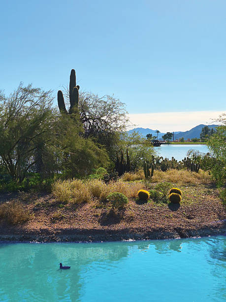 Lake with Duck and Cactus and Mountain Range. Shot in Fountian Hills, Arizona
