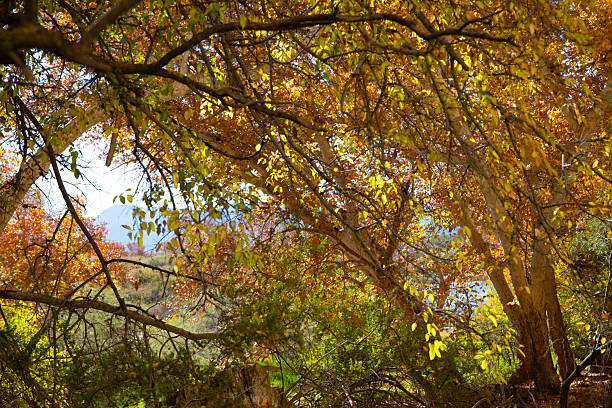 Woods in the Fall Season, Colorful Background. Shot in Sedona, Arizona
