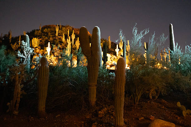 Sonoran Desert, Cactus landscape at night. Shot in Phoenix, Arizona