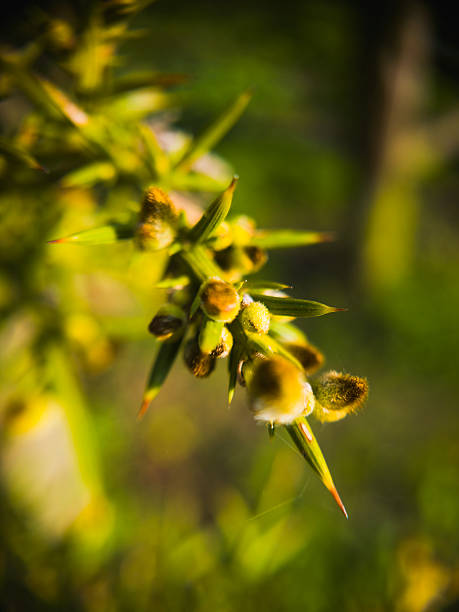 Bright Blue Juniper Berries in Spring - Lush green needles with detail of Juniper Tree berries with soft out of focus areas. Nature background detail.