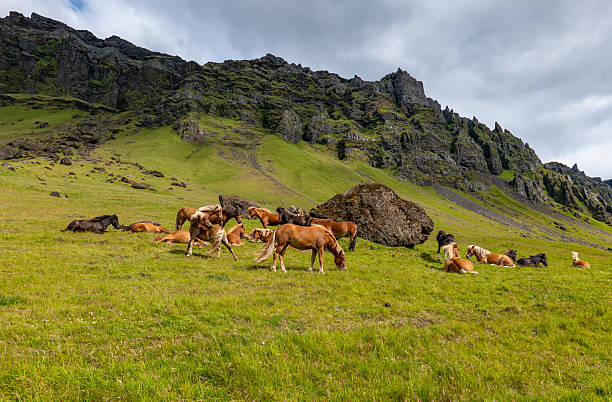 istock herd of horses in Iceland 2251889778