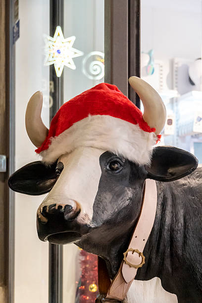 Fun cow on a street during Christmas, Salamanca, Spain