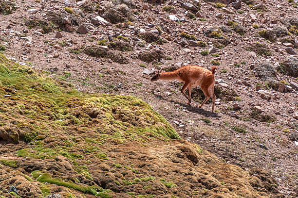 A guanaco grazes quietly on a rocky mountain slope, its light brown coat and white underparts standing out against scattered stones and sparse alpine vegetation. The animal’s slender neck and calm posture convey a sense of peaceful adaptation to the high‑altitude, arid landscape. The scene highlights the rugged terrain, small patches of green, and the guanaco’s resilience in a remote mountainous environment