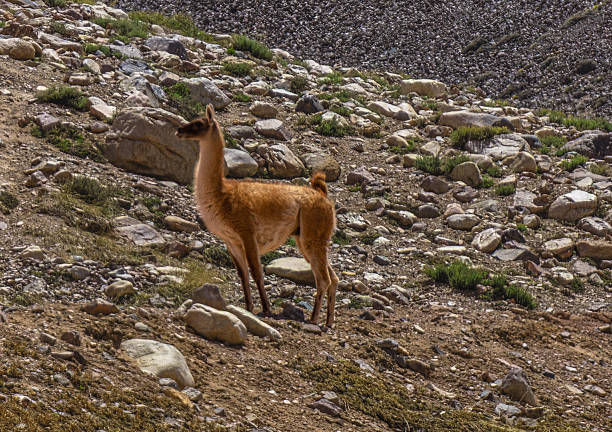 A guanaco stands alert on a rocky, arid slope, its light brown coat and white underparts contrasting with scattered dry shrubs and stones. The animal’s slender neck and graceful posture are framed by rugged terrain and distant mountain ridges, conveying a sense of solitude and resilience. The scene highlights the guanaco’s adaptation to high‑altitude, harsh environments and the stark beauty of its natural habitat