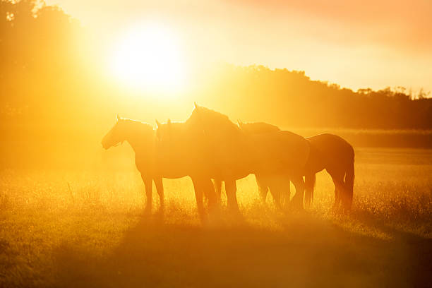 Horses grazing on summer pasture at sunset