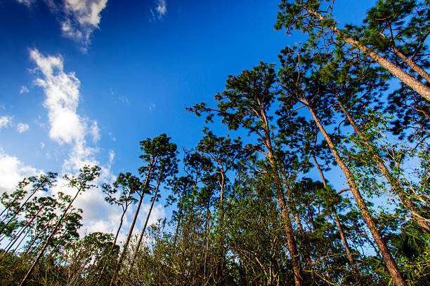 Looking Up Tall Pine Trees, Fort Pierce, Florida