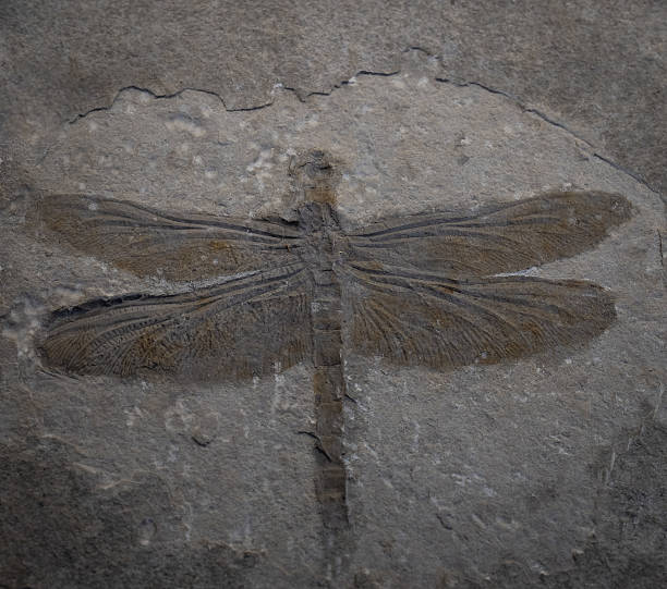 istock fossil of prehistoric dragonfly  in the stone 2251892445