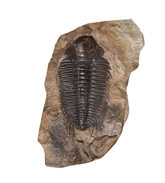 istock fossil of trilobite on white, isolated 2251892453