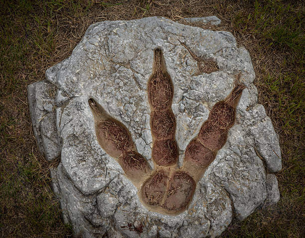 dinosaur footprint fossil in the stone