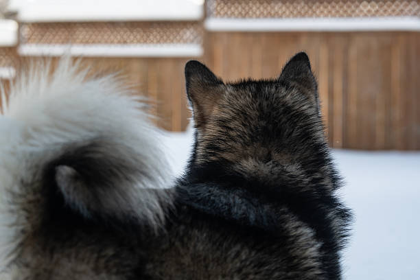 An Alaskan Malamute enjoys fresh snow in his backyard.