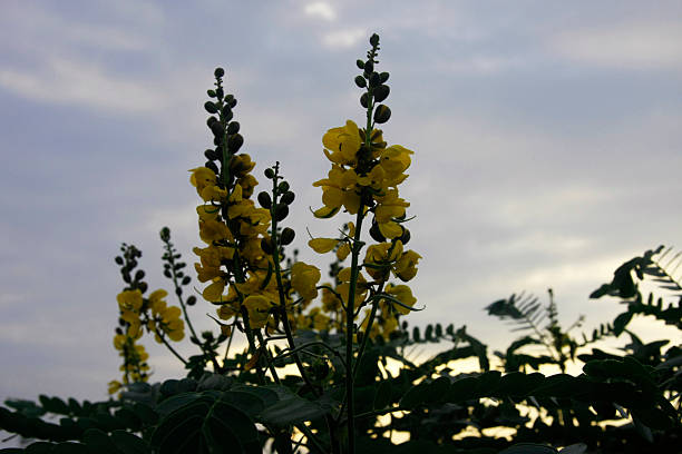 A vertical color photograph featuring multiple clusters of yellow flowers and buds silhouetted against a cloudy, bright sky, suggesting a moment at sunrise or sunset. The flowers and upper foliage are strongly contrasted, with the yellow color being intensely lit from behind. This image is excellent for dramatic themes, contrast, botanical studies, nature, and the environment.