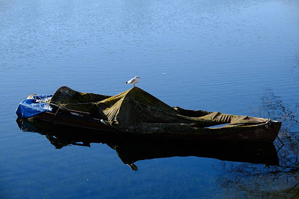 A lone seagull stands on a weathered tarp covering a small moored boat, floating in tranquil blue water with gentle ripples and faint reflections near the shoreline.