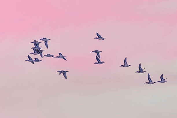 istock Group of Baikal teal flying in the setting sun. 2251898576