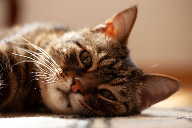 istock Very old and tired domestic cat resting on rug 2251899261
