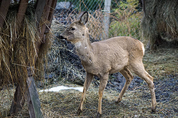 Roe Deer in Enclosure with Human Care and Feeding Area in Winter
