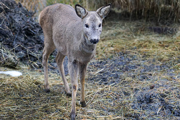 Roe Deer in Enclosure with Human Care and Feeding Area in Winter