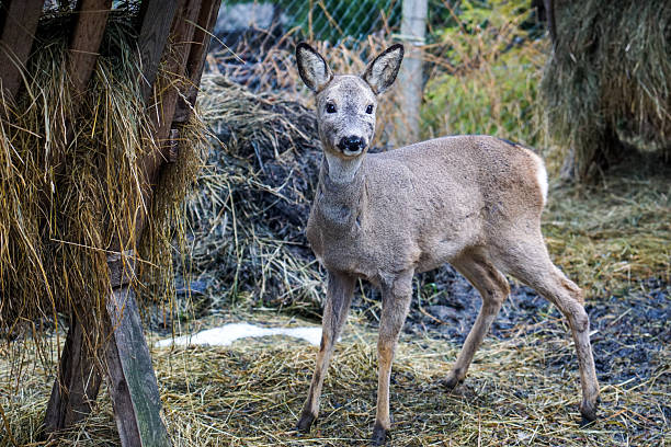 istock Roe Deer in Enclosure with Human Care and Feeding Area in Winter 2251902080