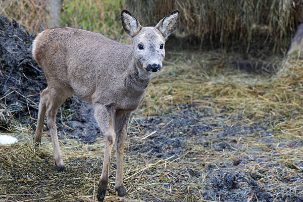 istock Roe Deer in Enclosure with Human Care and Feeding Area in Winter 2251902105