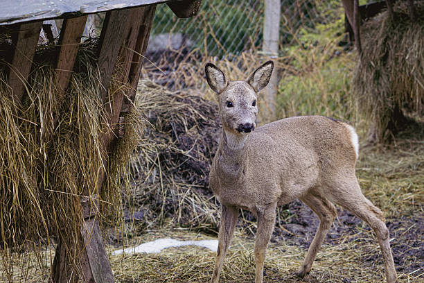 istock Roe Deer in Enclosure with Human Care and Feeding Area in Winter 2251902148