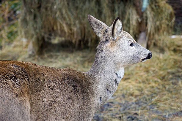Roe Deer in Enclosure with Human Care and Feeding Area in Winter