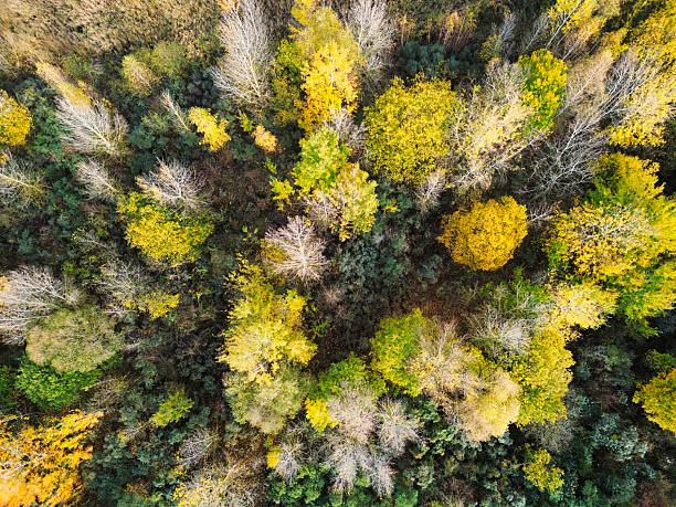 istock drone shot on a mixed forest with yellow and green trees during fall from above 2251903445