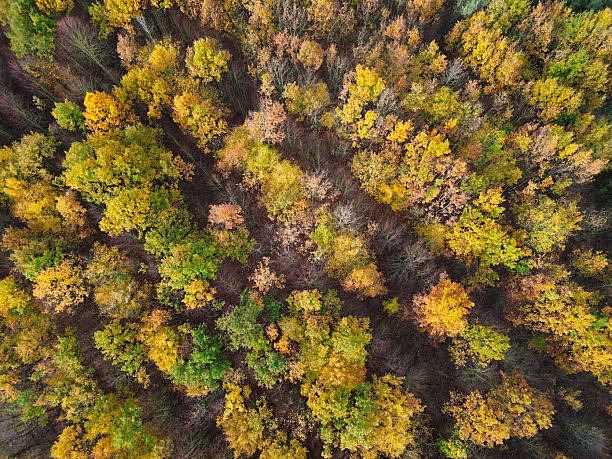 istock mixed forest with rows of yellow and green trees during fall as seen from above 2251903451