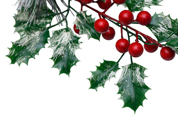 Elegant sprigs of holly featuring pointed dark green leaves and bright red berries, arranged as timeless Christmas decorations against a clean white backdrop.