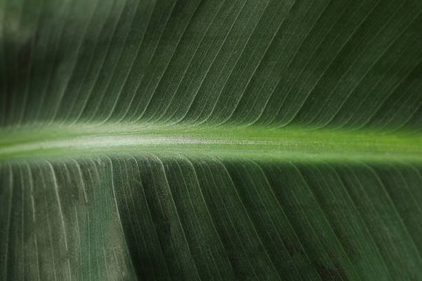 istock Green banana leaf, close up view 2251903633