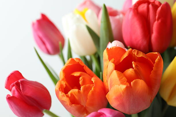 Beautiful fresh tulips on white background
