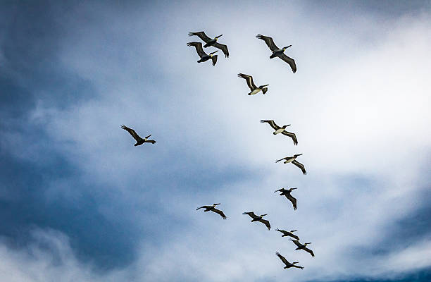istock Flock of Pelicans 2251904117